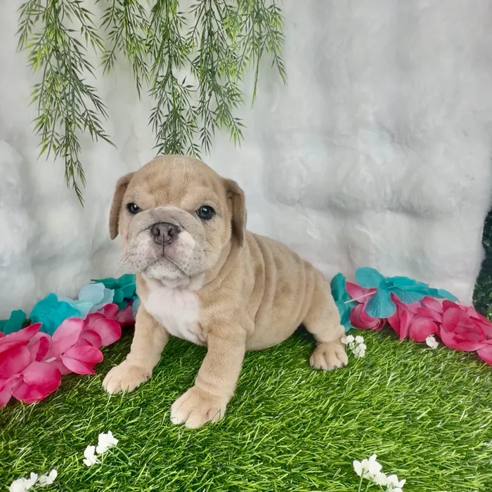 Female English Bulldog puppy named Cheeto for sale at Puppy Dreams - Denton.