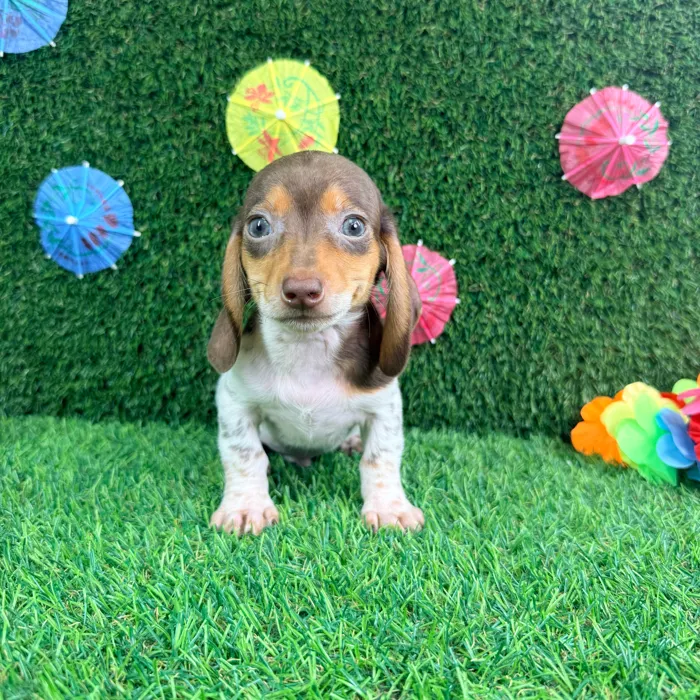 Male Dachshund puppy named Chip for sale at Puppy Dreams - Carrollton.