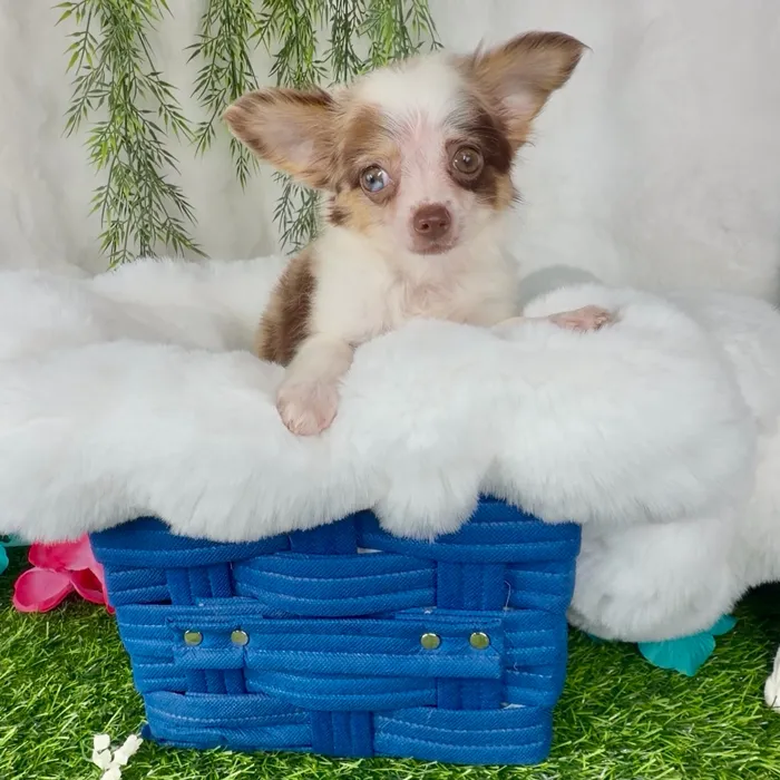 Male Chihuahua puppy named Bonbon for sale at Puppy Dreams - Denton.