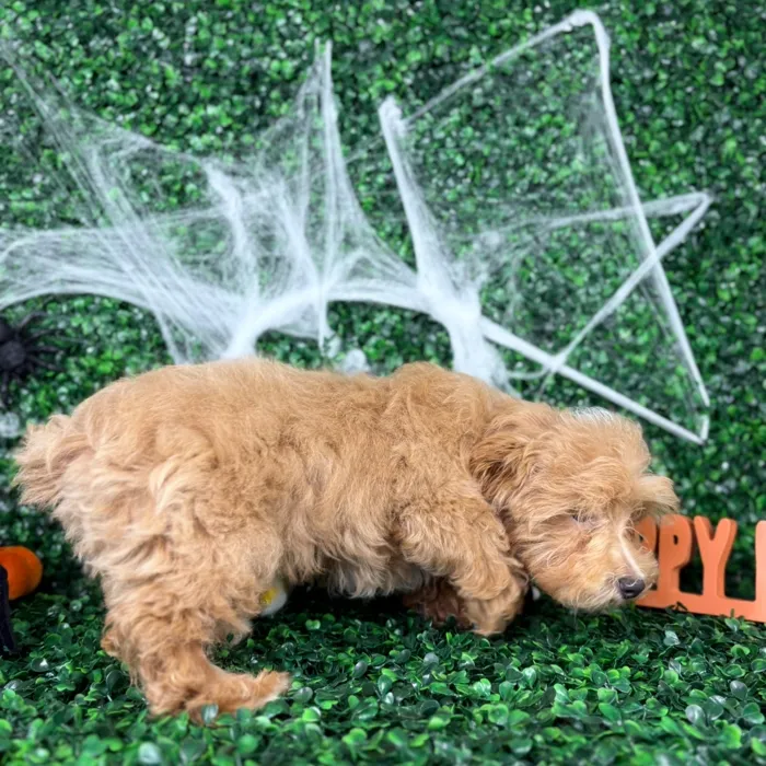 Male Maltipoo puppy named Enzo for sale at Puppy Dreams - North Richland Hills.