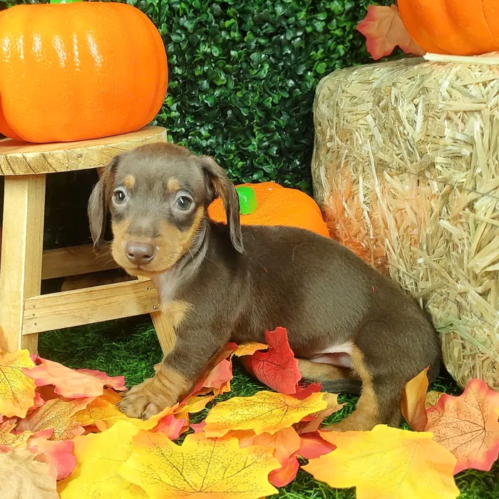 Male Dachshund puppy named Doritos for sale at Puppy Dreams - Mansfield.