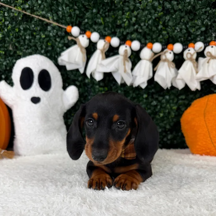Male Dachshund puppy named Koko for sale at Puppy Dreams - Garland.