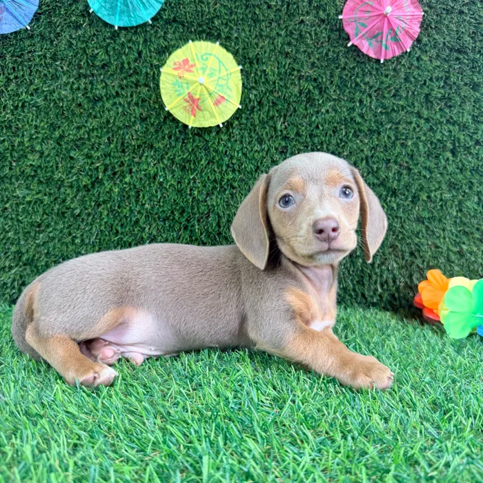 Male Dachshund puppy named Rocky for sale at Puppy Dreams - Carrollton.