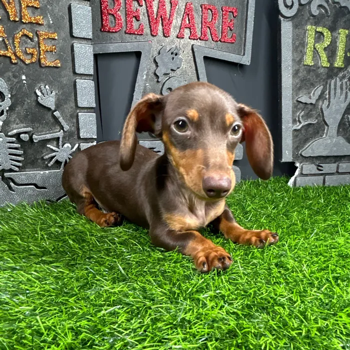 Male Dachshund puppy named *Scooby-Doo* for sale at Puppy Dreams - Mansfield.