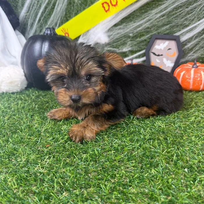 Female Yorkie puppy named Chai for sale at Puppy Dreams - Arlington.