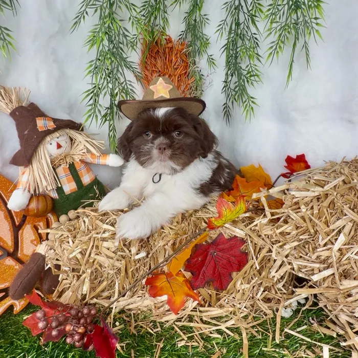 Male Shih Tzu puppy named Mazda for sale at Puppy Dreams - Denton.