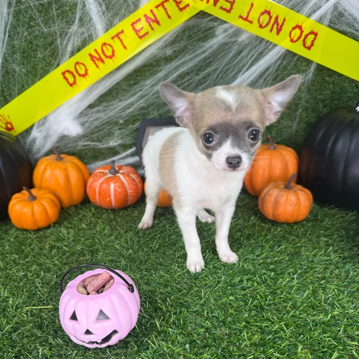 Female Chihuahua puppy named Winnie for sale at Puppy Dreams - Arlington.
