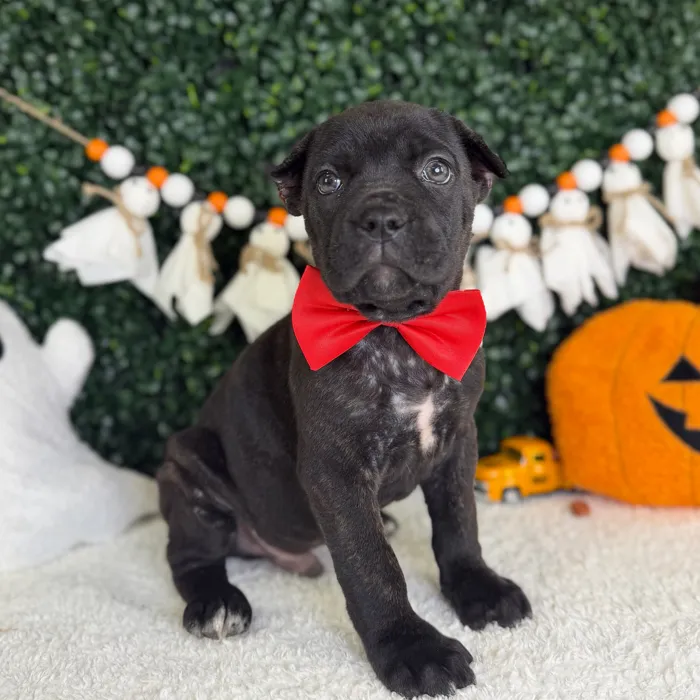 Male Cane Corso puppy named Venom for sale at Puppy Dreams - Garland.