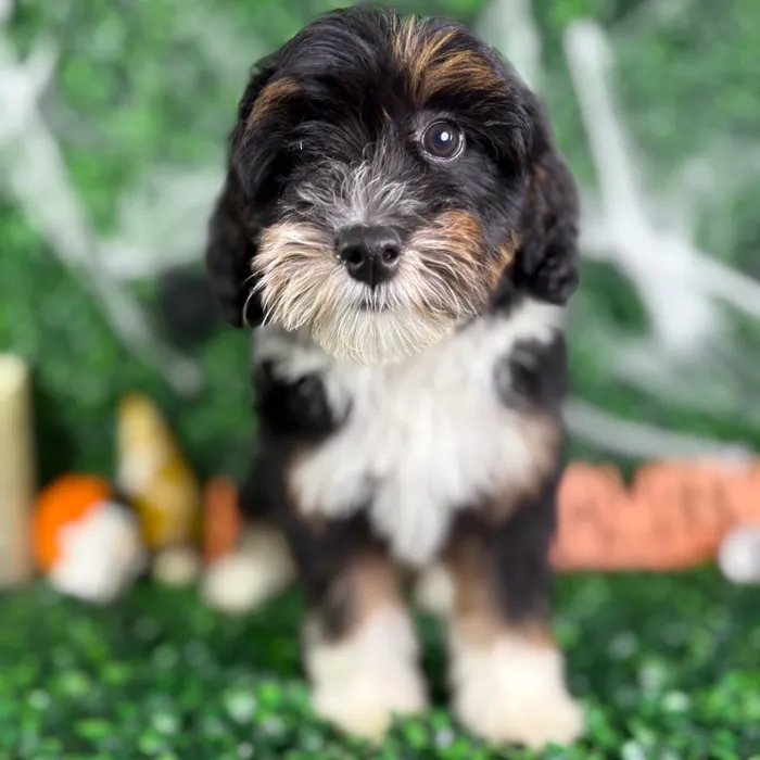 Female Bernedoodle puppy named Daisy for sale at Puppy Dreams - North Richland Hills.