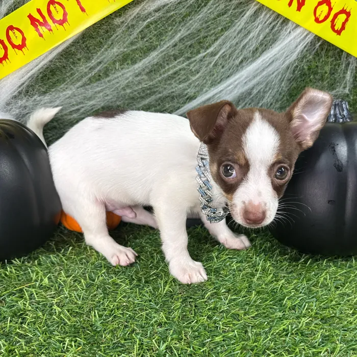 Male Chihuahua puppy named Gravy for sale at Puppy Dreams - Arlington.
