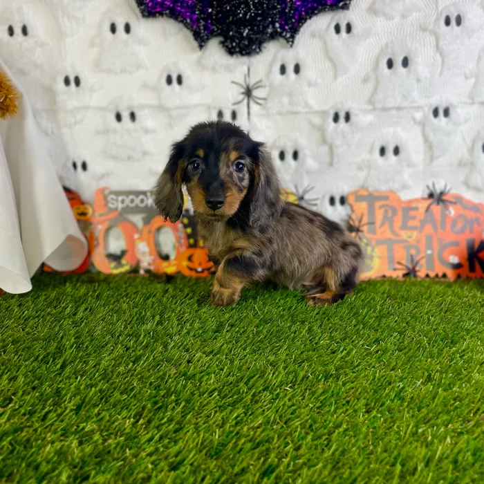 Male Dachshund puppy named Jazz for sale at Puppy Dreams - Carrollton.