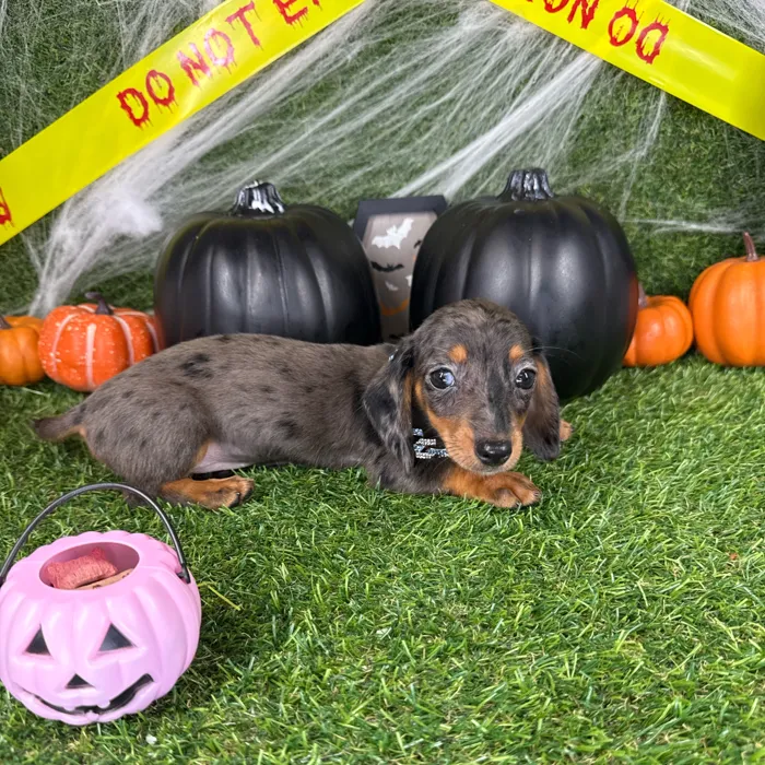 Female Dachshund puppy named Ollie for sale at Puppy Dreams - Arlington.