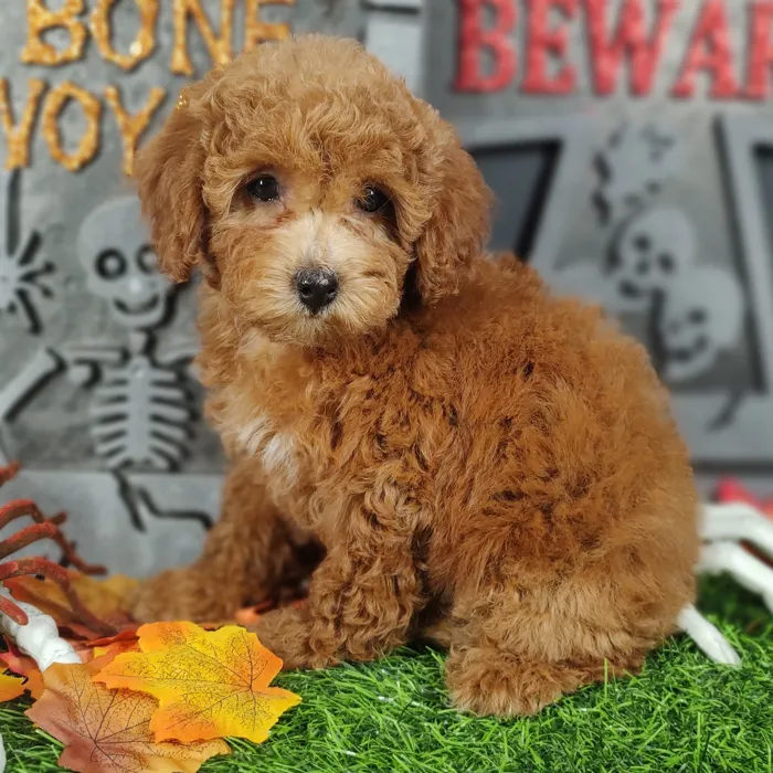 Female Cockapoo puppy named Cinnamon for sale at Puppy Dreams - Mansfield.