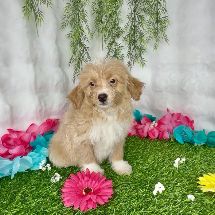 Male Pom-A-Poo puppy named Eminem for sale at Puppy Dreams - Denton.