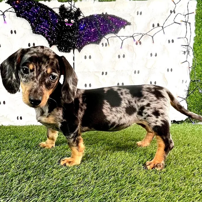 Female Dachshund puppy named Rose for sale at Puppy Dreams - Carrollton.