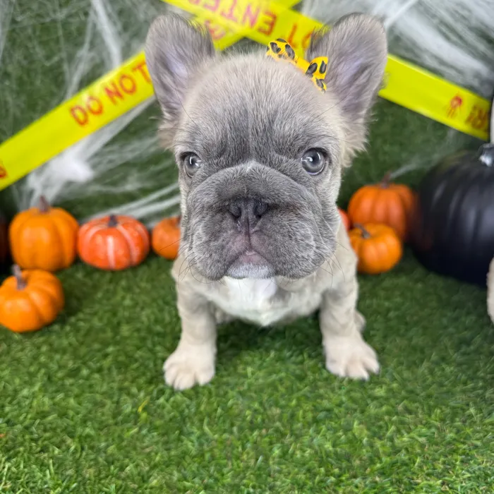 Female Fluffy French Bulldog puppy named Gigi for sale at Puppy Dreams - Arlington.