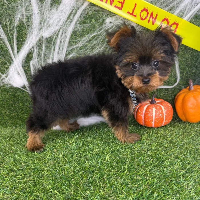 Male Yorkie puppy named Kai for sale at Puppy Dreams - Arlington.