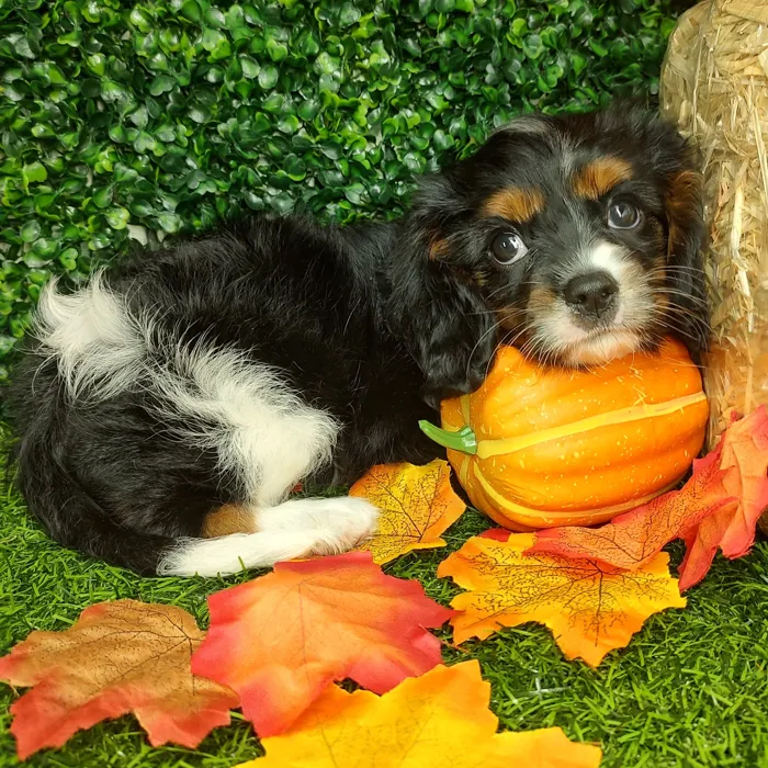 Female Cavalier King Charles Spaniel puppy named Lily for sale at Puppy Dreams - Parks Mall.