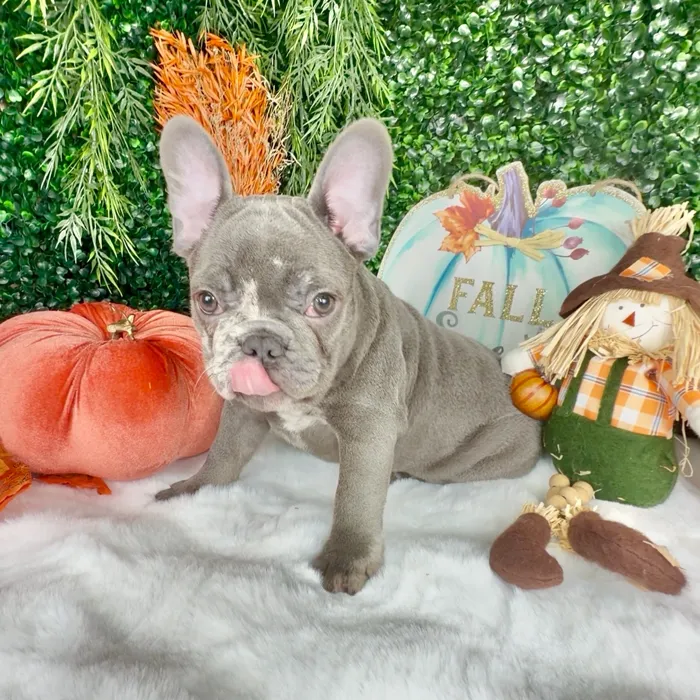 Male French Bulldog puppy named October for sale at Puppy Dreams - Denton.