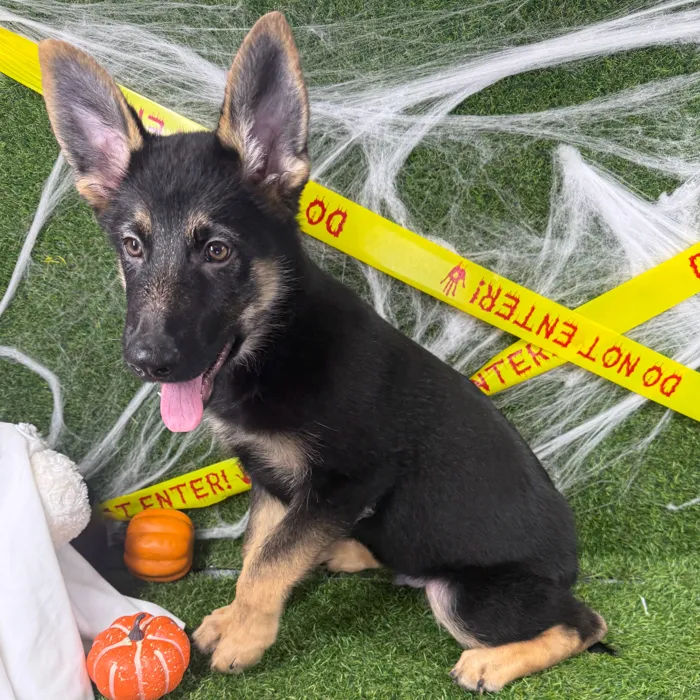 Male German Shepherd puppy named Rocky for sale at Puppy Dreams - Arlington.