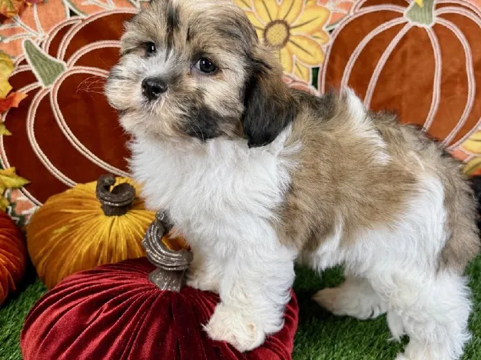 Male Teddy Bear puppy named Ranger for sale at Puppy Dreams - Carrollton.