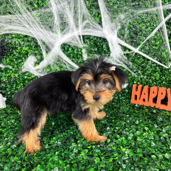 Female Yorkie puppy named Judy for sale at Puppy Dreams - North Richland Hills.