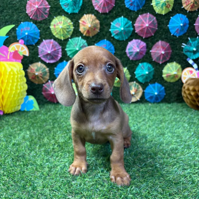 Female Dachshund puppy named Ember for sale at Puppy Dreams - Carrollton.
