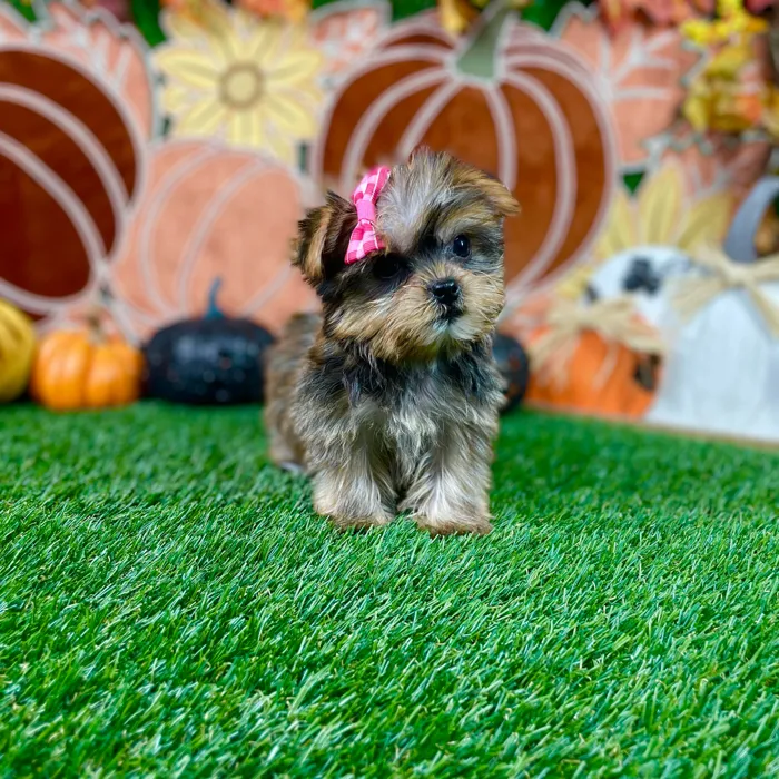 Female Yorkie puppy named Honey for sale at Puppy Dreams - Carrollton.