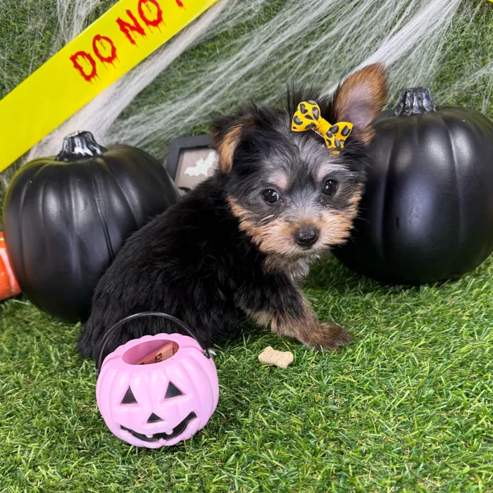 Female Yorkie puppy named Lucy for sale at Puppy Dreams - Arlington.