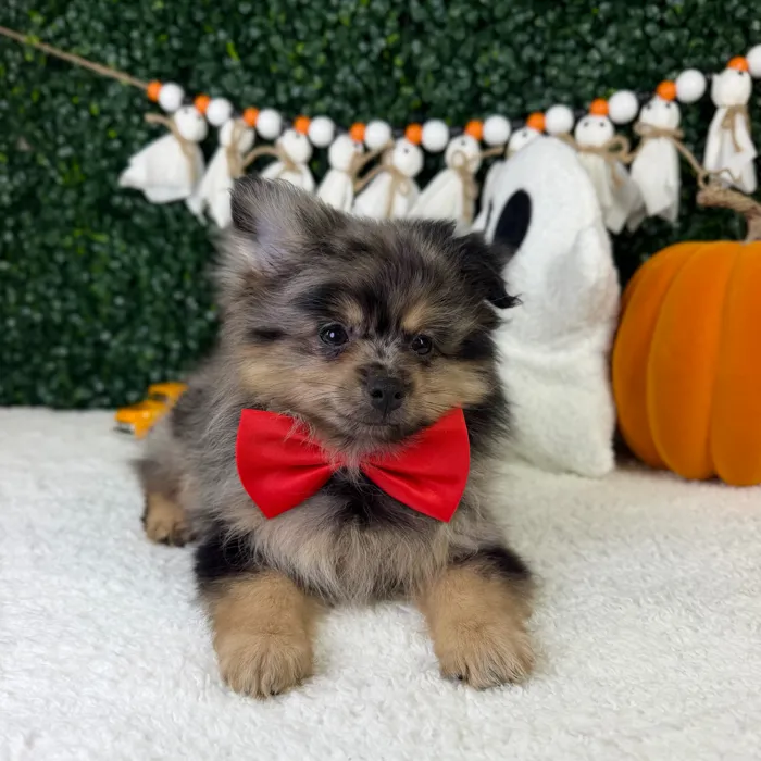 Male Pomeranian puppy named Fuzzy for sale at Puppy Dreams - Garland.