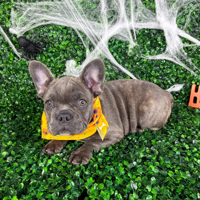 Male French Bulldog puppy named Diesel for sale at Puppy Dreams - North Richland Hills.