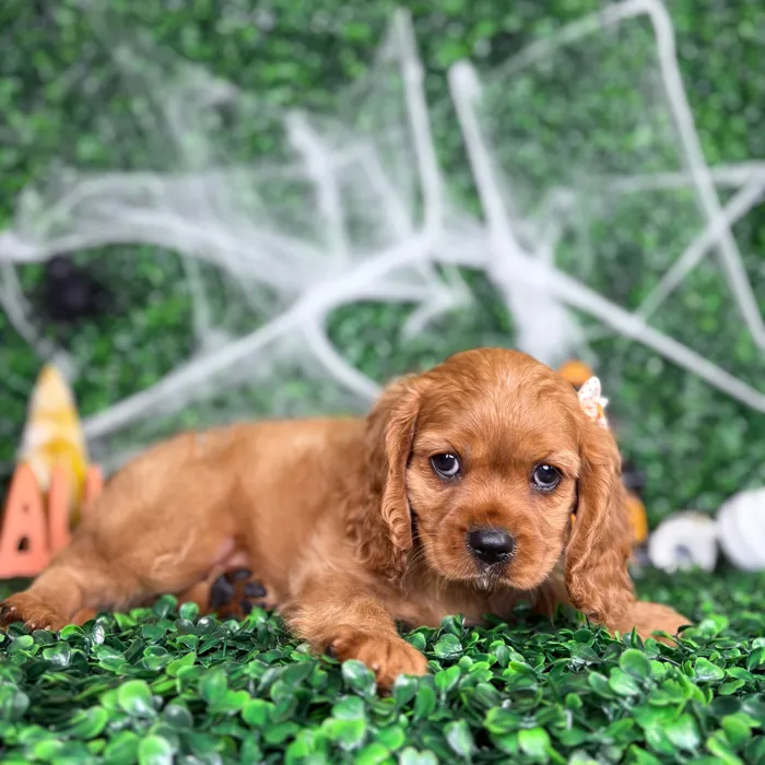 Female Cavalier King Charles Spaniel puppy named Binx for sale at Puppy Dreams - North Richland Hills.