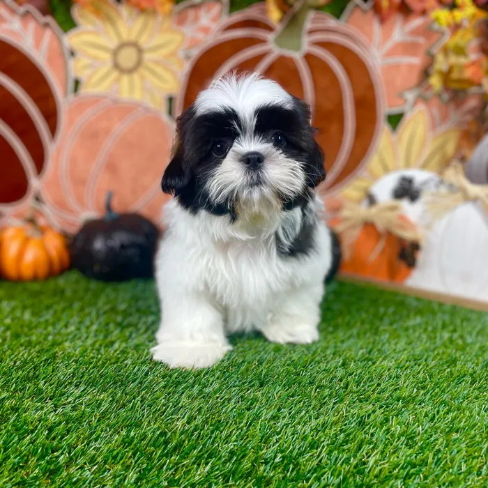 Male Shih Tzu puppy named Oreo for sale at Puppy Dreams - Carrollton.