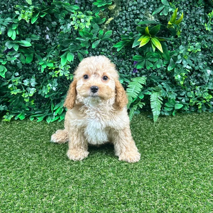 Female Cockapoo puppy named Stella for sale at Puppy Dreams - Parks Mall.