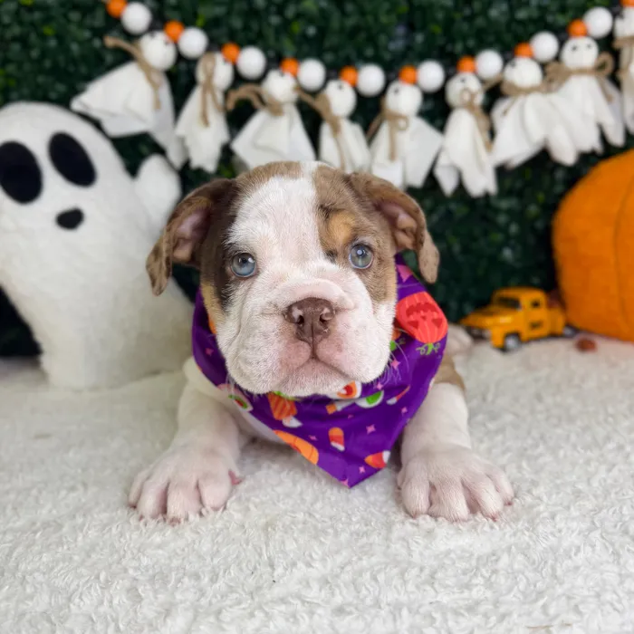 Female English Bulldog puppy named Sugar for sale at Puppy Dreams - Garland.