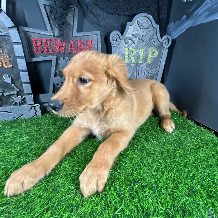 Female Golden Retriever puppy named La Llorona for sale at Puppy Dreams - Mansfield.