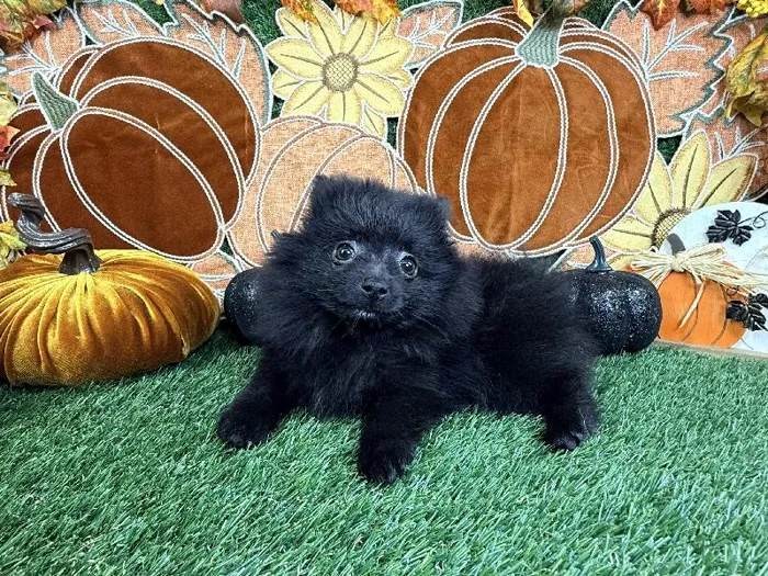 Male Pomeranian puppy named Cosmo for sale at Puppy Dreams - Carrollton.