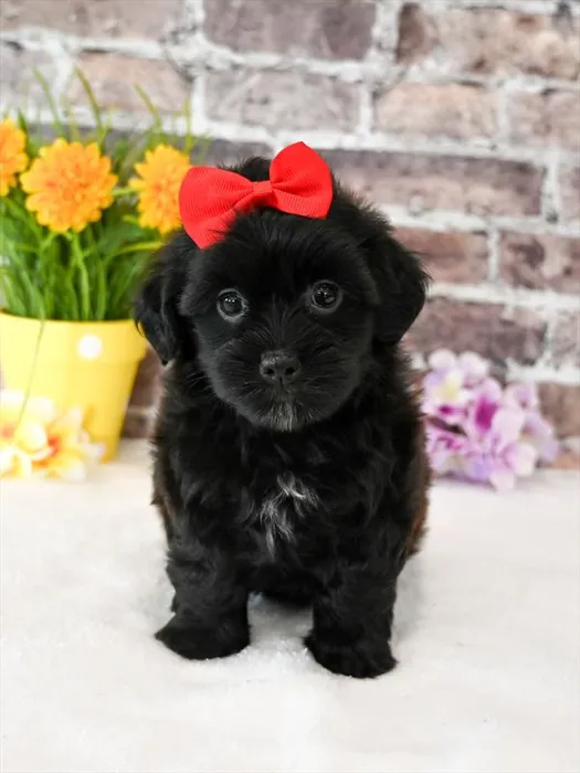 Female Cockapoo puppy for sale at Puppy Dreams - Arlington.