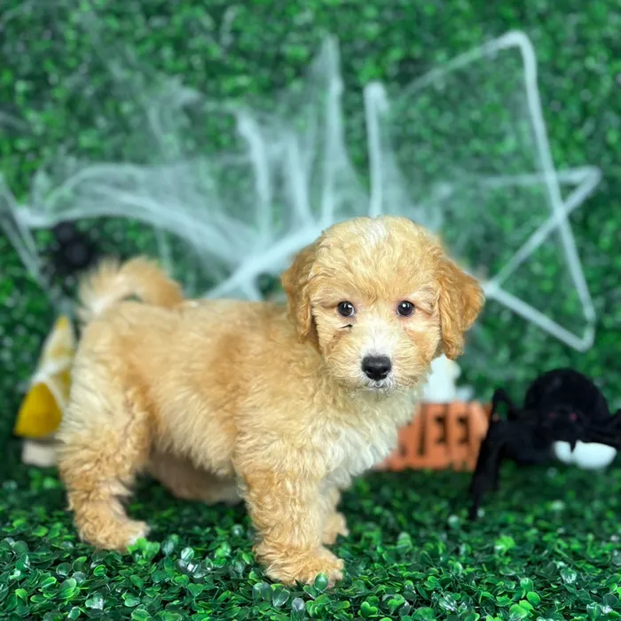 Male Bichon-Poodle puppy named Bentley for sale at Puppy Dreams - North Richland Hills.