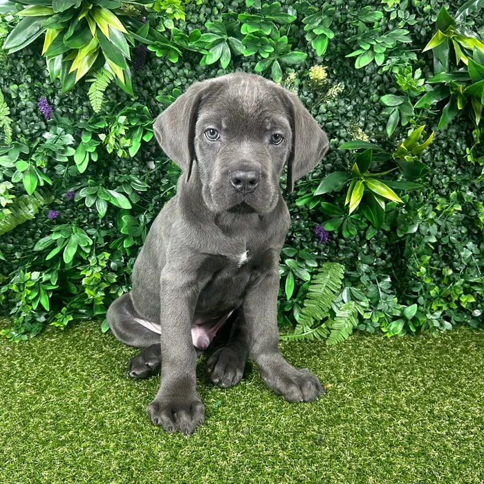 Male Cane Corso puppy named Atlas for sale at Puppy Dreams - Parks Mall.
