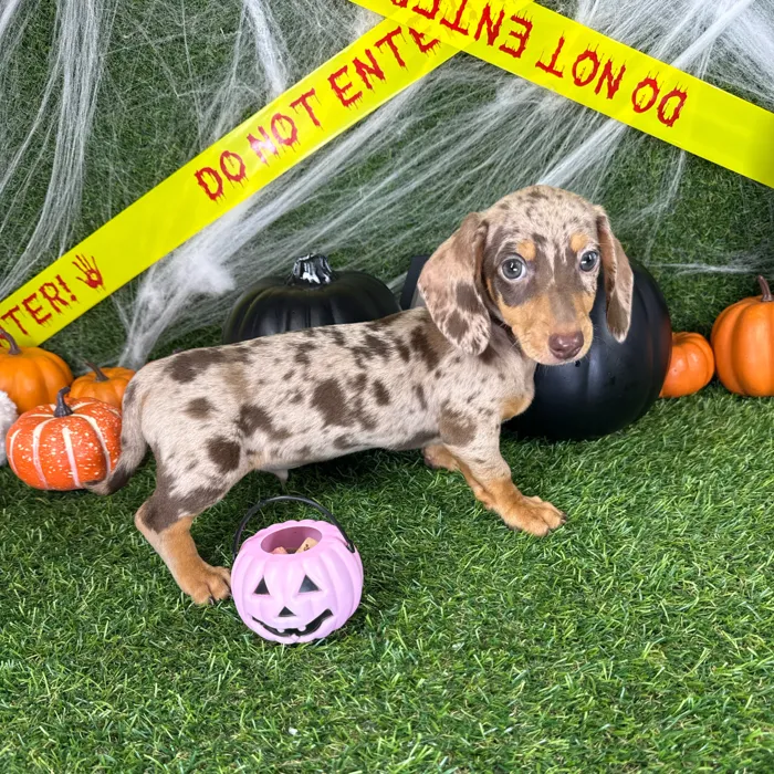 Male Dachshund puppy named Rascal for sale at Puppy Dreams - Arlington.