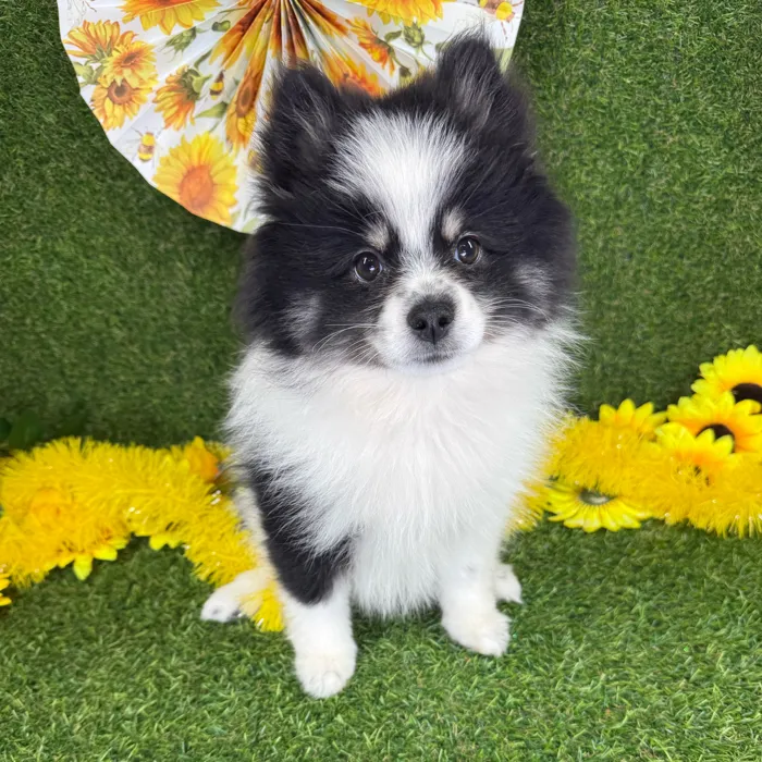 Female Pomsky puppy named Diggy for sale at Puppy Dreams - Arlington.
