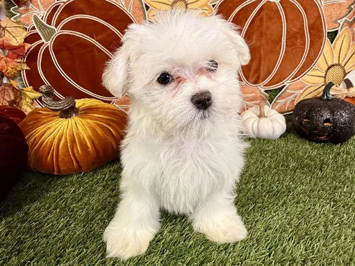 Female Maltese puppy named Autumn for sale at Puppy Dreams - Carrollton.