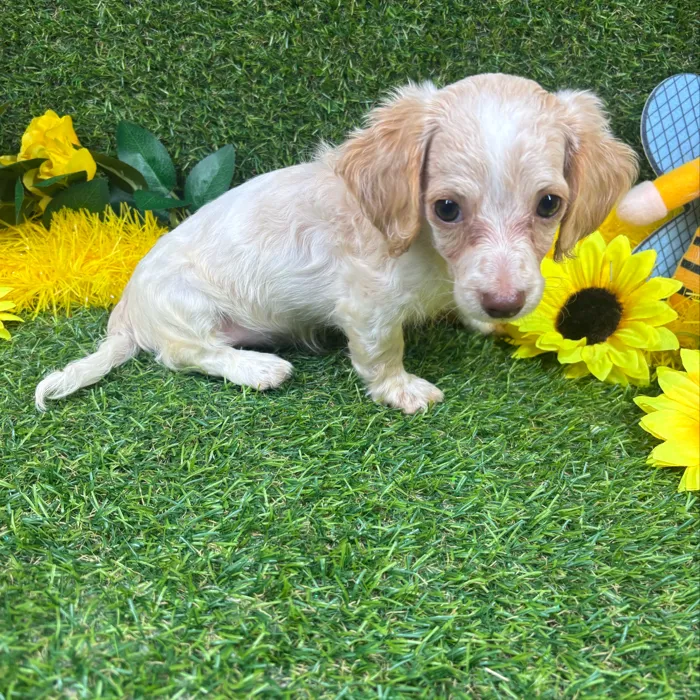 Female Dachshund puppy named Snow for sale at Puppy Dreams - Arlington.