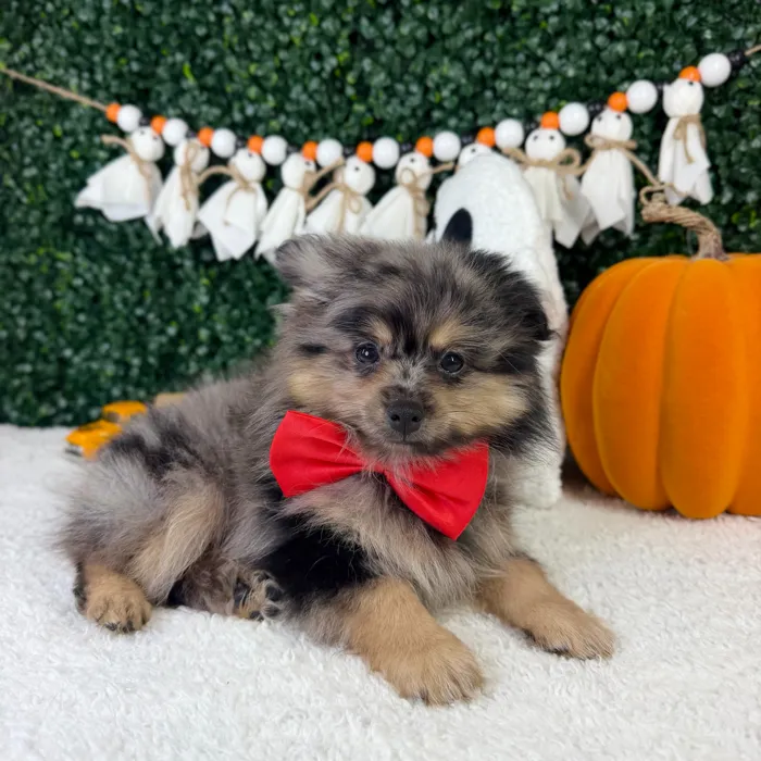 Male Pomeranian puppy named Fuzzy for sale at Puppy Dreams - Garland.