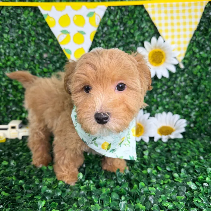 Male Maltipoo puppy named Enzo for sale at Puppy Dreams - North Richland Hills.