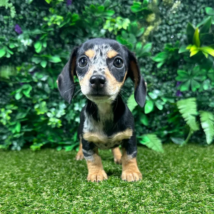 Female Dachshund puppy named Winnie for sale at Puppy Dreams - Parks Mall.