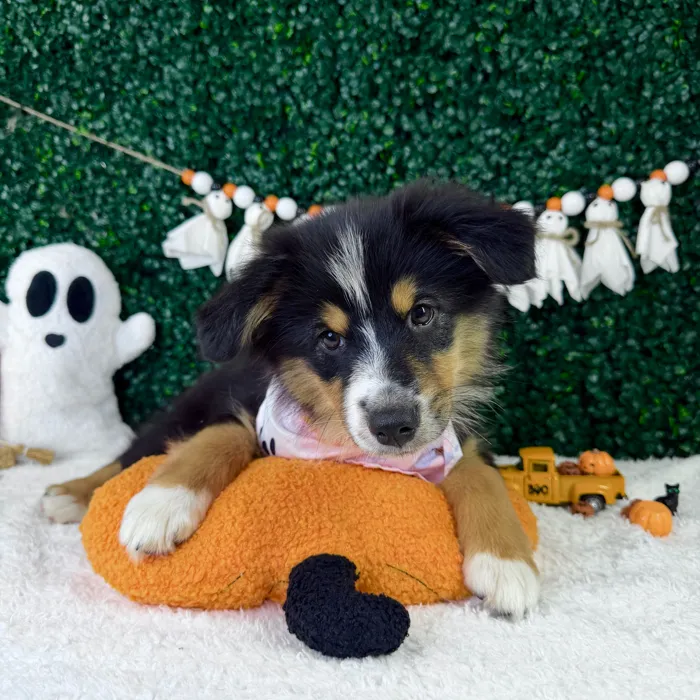 Female Mini Aussie puppy named Berry for sale at Puppy Dreams - Garland.