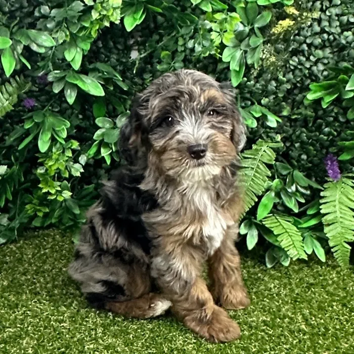 Male Yorkie-Poo puppy named Darcy for sale at Puppy Dreams - Parks Mall.