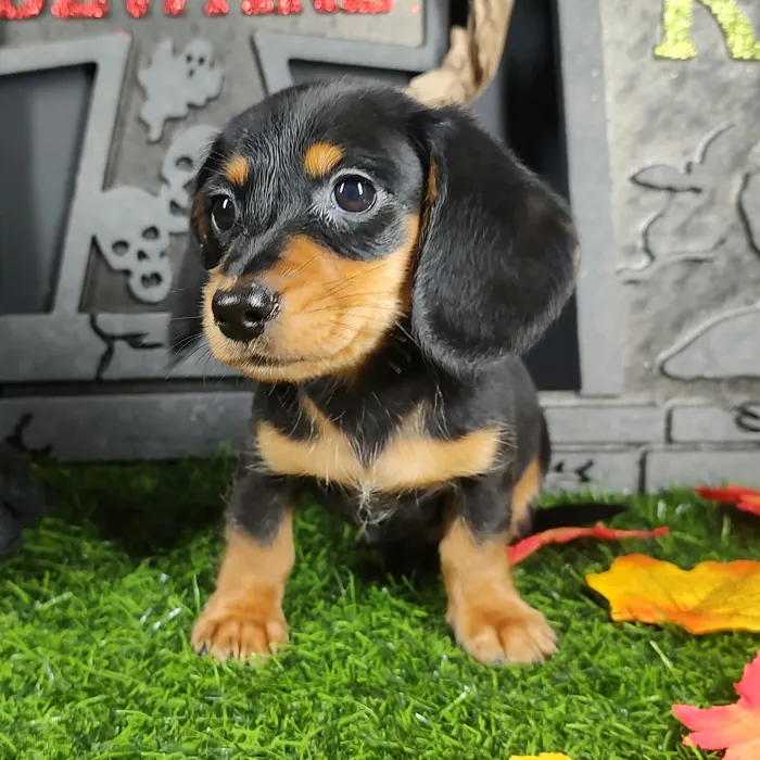 Male Dachshund puppy named Freddy for sale at Puppy Dreams - Mansfield.